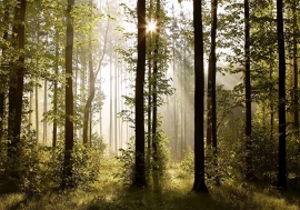 Bomen Bos nr33