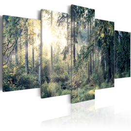 562 Natuur bos Bomen