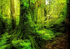 Bomen Bos nr35