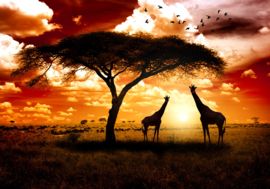 Afrika Natuur Giraffe nr 133