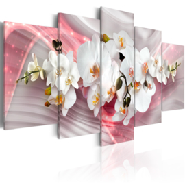 357 Modern Orchidee Wit Roze