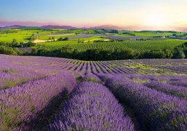 Lavendel veld nr43