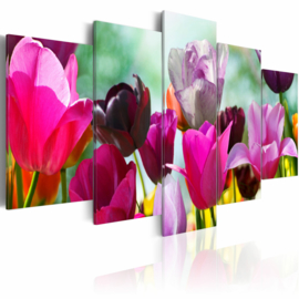 969 Tulpen Colors