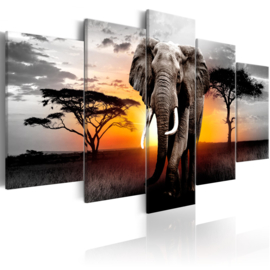 787 Afrika Olifant