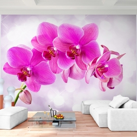 Roze Orchidee nr65