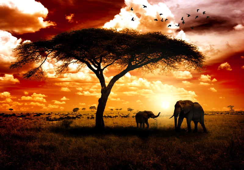legering zich zorgen maken wang Afrika Olifant Natuur nr 132 | Artikel 101- 150 | Canvasxxlshop