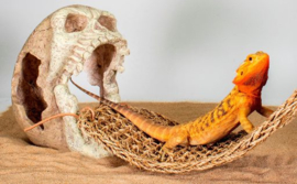 Skull lizzard lounger