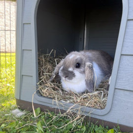 Duvo+ Pepita - Eco - knaagdierenhuis  - Bruin/Groen 60x51x41cm