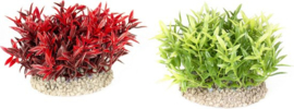 Plant miracle moss  7.5cm hoog