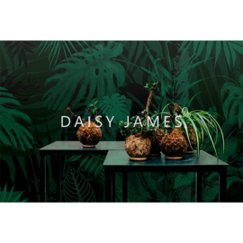 Daisy James THE EVERGREEN