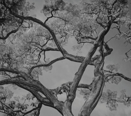 LondonArt ARBORESCENT LABYRINTH