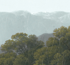 MOUNTAIN FOREST