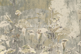 Daisy James THE PERIGONE (4 colors)