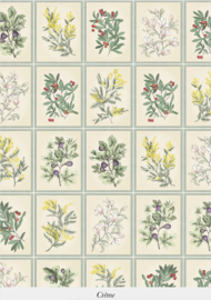 HERBIER (2 kleuren)