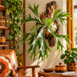 Top 10 des plantes d’intérieur rétro des années 60 et 70