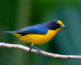 Zeldzaam vintage blikken snoeptrommel van Mackintosh met afbeeldingen van diverse zangvogels