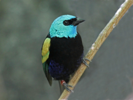 Zeldzaam vintage blikken snoeptrommel van Mackintosh met afbeeldingen van diverse zangvogels