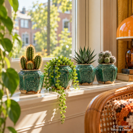 Top 10 des plantes d’intérieur rétro des années 60 et 70