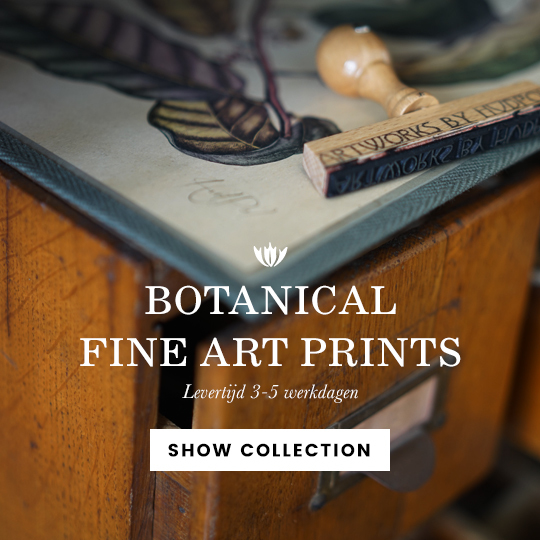 botanische fine art prints