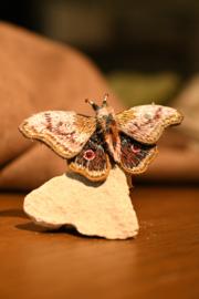 Broche nachtvlinder roze