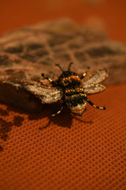 Broche Bij