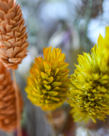 Vaas met droogbloemen