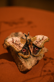 Broche nachtvlinder roze