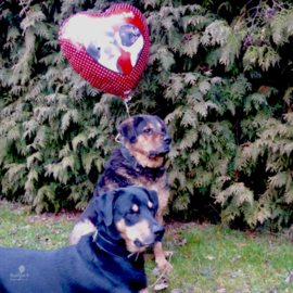 Happy Valentines Day ! - Rood hart Folie Ballon - 21 Inch/53cm