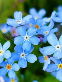 Zaadbom Vergeet-me-nietje in cadeauzakje, flowerbom