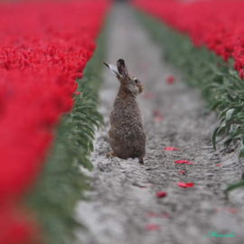 Dubbele kaart haas in tulpenveld met enveloppe, paashaas