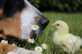 Dubbele kaart hond met kuiken met enveloppe