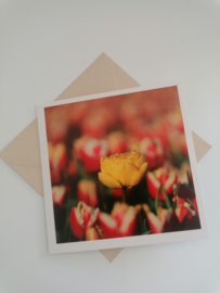 Dubbele kaart vreemde tulp in het veld met enveloppe