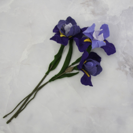 Bloombox 'februari: iris'