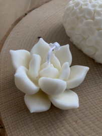 Wax kaars Succulent