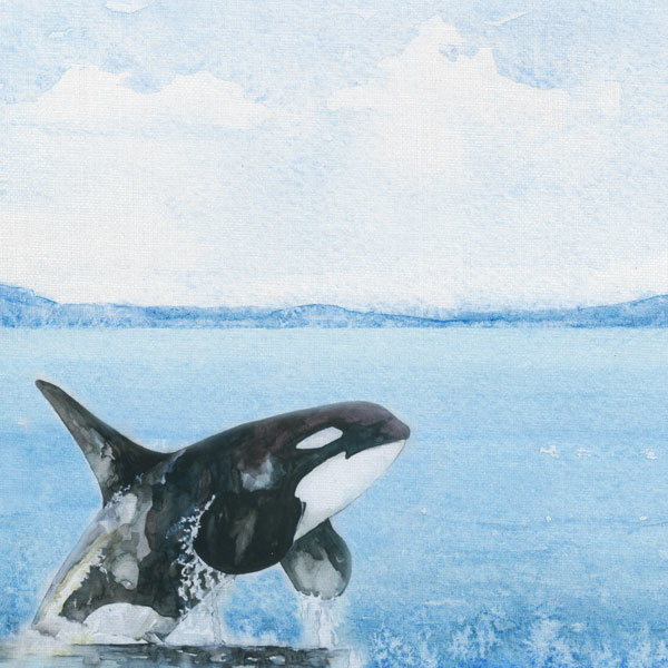 Orca -  watercolor - 30.5x30.5 cm - dubbelzijdig scrapbookpapier