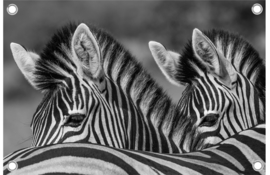 Zebra's