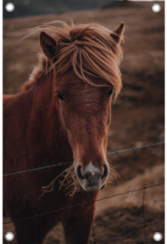 Paard