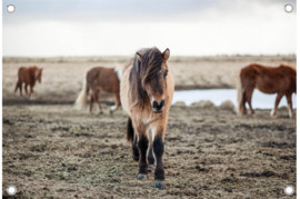 Paarden