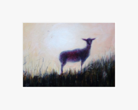 Schaap op het duin