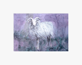 Heideschaap
