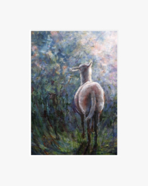 Schaap in de zomeravond