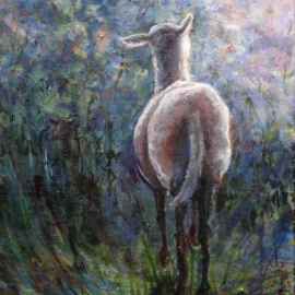 Schaap in de zomeravond
