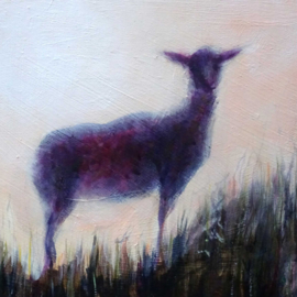 Schaap in de avondzon op het duin