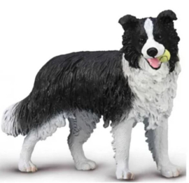 Border collie CO80012