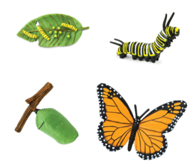 levenscyclus vlinder