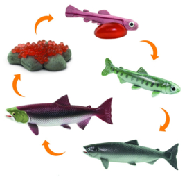 levenscyclus vis/zalm