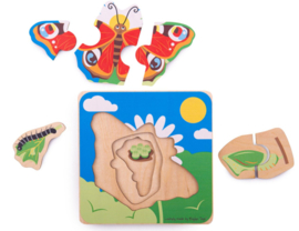 levenscyclus vlinder