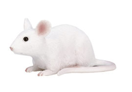 MOJO witte muis