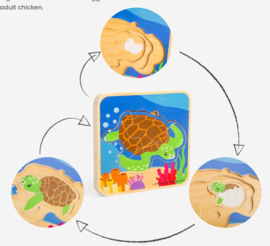 Levenscyclus schildpad