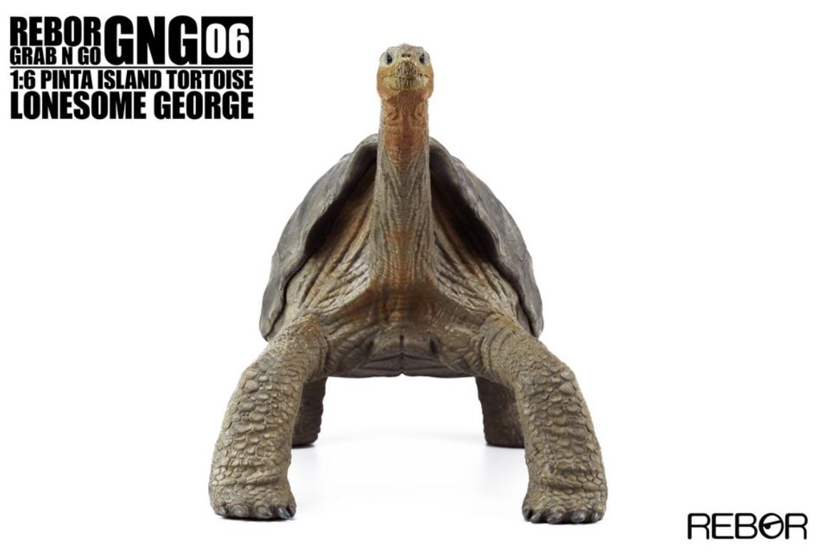 REBOR schildpad George